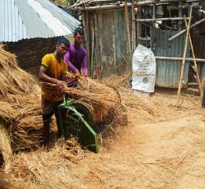 যশোরের শার্শায় পুরোদমে চলছে আমন ধান কাটা ও মাড়াইয়ের ধুম