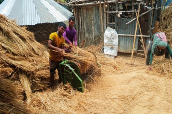 যশোরের শার্শায় পুরোদমে চলছে আমন ধান কাটা ও মাড়াইয়ের ধুম