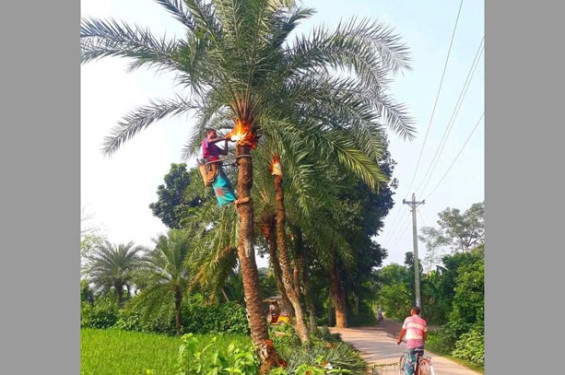 যশোরের শার্শায় খেজুরের রস সংগ্রহের কাজে ব্যস্ত সময় পার করছে গাছিরা