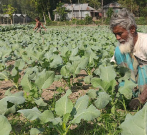 ব্রাহ্মণবাড়িয়ায় শীতকালীন সবজি চাষে ব্যস্ত সময় পার করছেন কৃষকরা