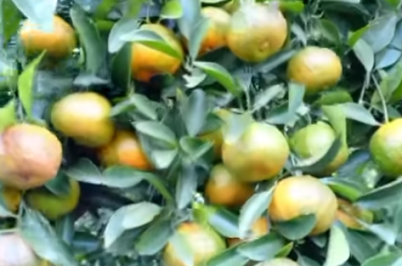 ব্রাহ্মণবাড়িয়ায় প্রবাস ফেরত যুবকের কমলা চাষে বাম্পার ফলন, লাখ টাকার ব্যবসা