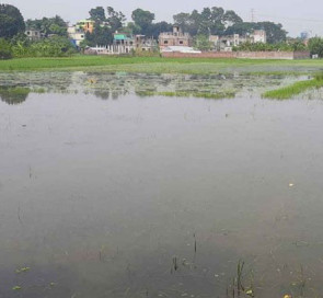 অভয়নগরে জলাবদ্ধতায় দুই হাজার হেক্টর জমিতে বোরো চাষ অনিশ্চিত