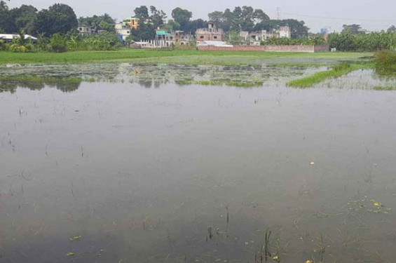 অভয়নগরে জলাবদ্ধতায় দুই হাজার হেক্টর জমিতে বোরো চাষ অনিশ্চিত