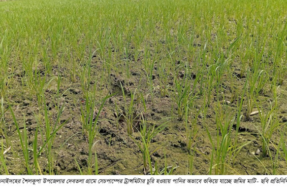 ট্রান্সমিটার চুরি, সেচের অভাবে মরতে বসেছে ৩’শ বিঘা জমির ধান