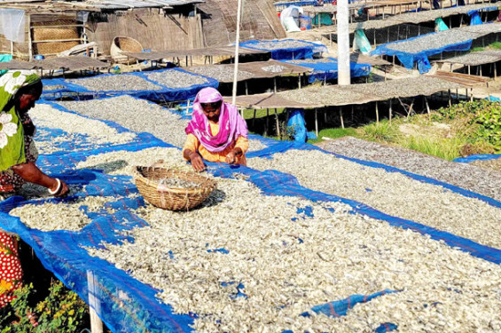 সিরাজগঞ্জের শুঁটকি রপ্তানি হচ্ছে বিদেশে