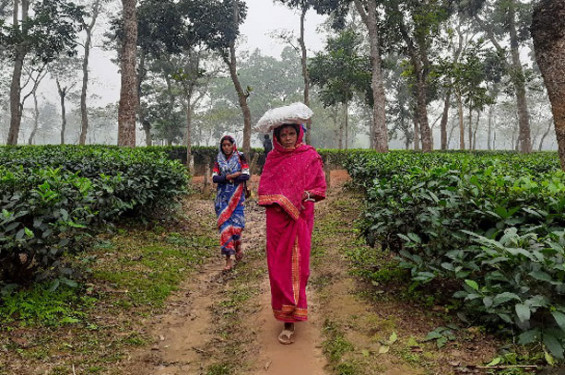 তীব্র  শীতে কাঁপছে সিলেট