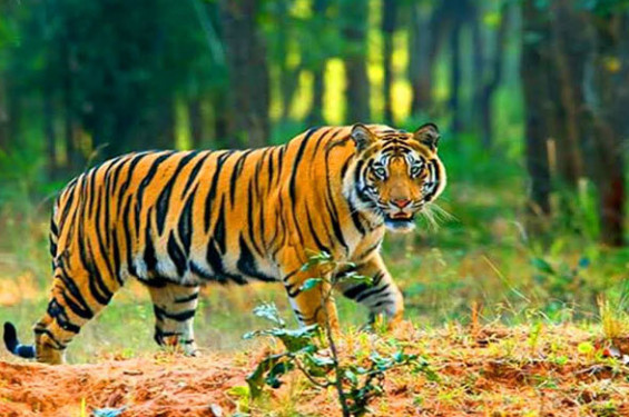 সুন্দরবনে বাঘ বেড়েছে ১১টি