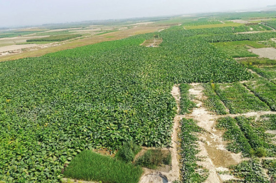 জলঢাকায় পানি শুন্য তিস্তা নদী, ধুধু বালু চরে ফলছে বিভিন্ন ফসল
