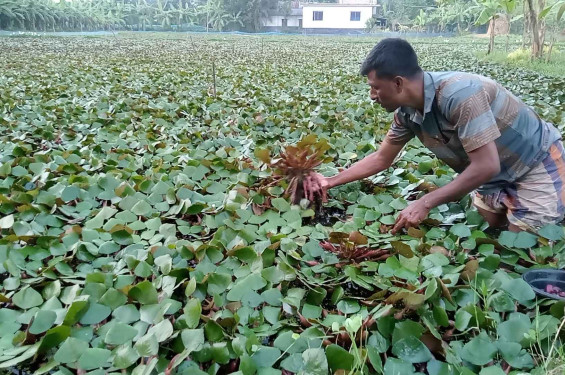 জয়পুরহাটে নিচু জমিতে বাড়ছে পানিফলের চাষ