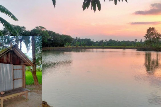 যশোরের শার্শায় দুলা ভাইয়ের ঘের মাছ লুট করলো আপন শ্যালক