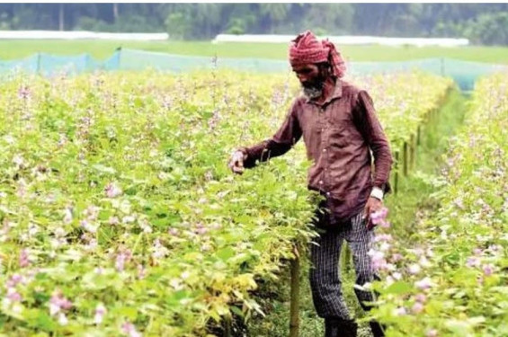 যশোরে আগাম জাতের শিম চাষে কৃষকের মুখে হাসি: চড়া দামে পুষিয়ে যাচ্ছে ক্ষতি