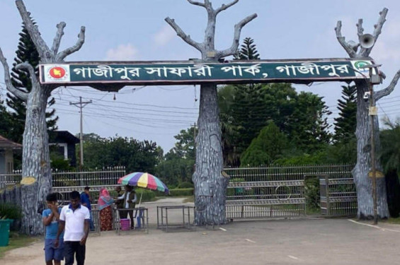 গাজীপুর সাফারি পার্কে প্রাণী সংকট: পাঁচ বছরে নিখোঁজ বা মৃত ৩৭ প্রাণী
