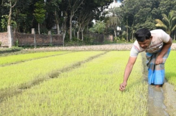 শার্শায় তীব্র শৈত্যপ্রবাহ ও কুয়াশায় বোরো বীজতলা ক্ষতিগ্রস্ত