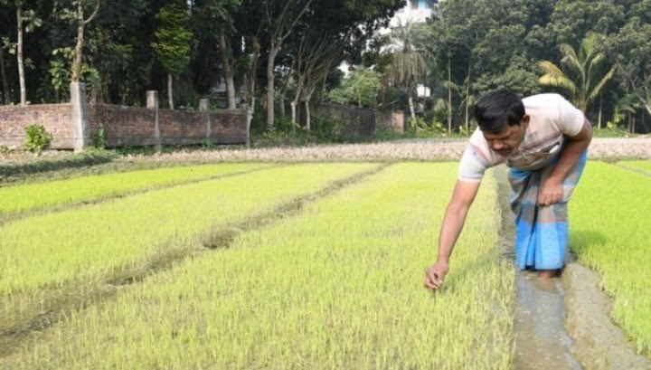 শার্শায় তীব্র শৈত্যপ্রবাহ ও কুয়াশায় বোরো বীজতলা ক্ষতিগ্রস্ত
