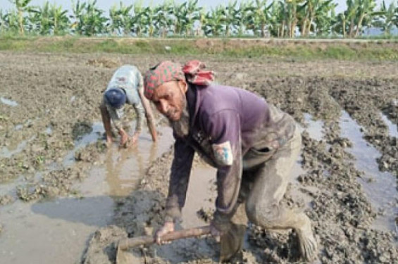 শার্শায় বোরো ধান রোপণের ধুম, লক্ষ্যমাত্রা ছাড়ানোর আশা