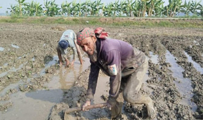 শার্শায় বোরো ধান রোপণের ধুম, লক্ষ্যমাত্রা ছাড়ানোর আশা