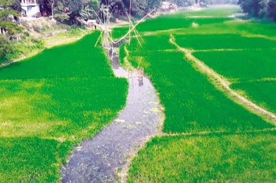 রৌমারীতে নদের নাব্যতায় বুকজুড়ে চলছে ফসলের চাষ