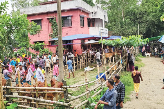স্বাস্থ্যকেন্দ্রের মাঠজুড়ে গরুর হাট, দুর্গন্ধে অতিষ্ঠ রোগী ও স্বাস্থ্যকর্মীরা