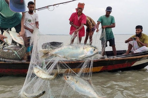 নিষেধাজ্ঞা শেষে ইলিশ ধরা শুরু