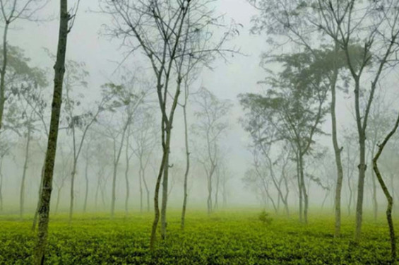 শ্রীমঙ্গলে দেশের সর্বনিম্ন তাপমাত্রা রেকর্ড, শৈত্যপ্রবাহের সম্ভাবনা