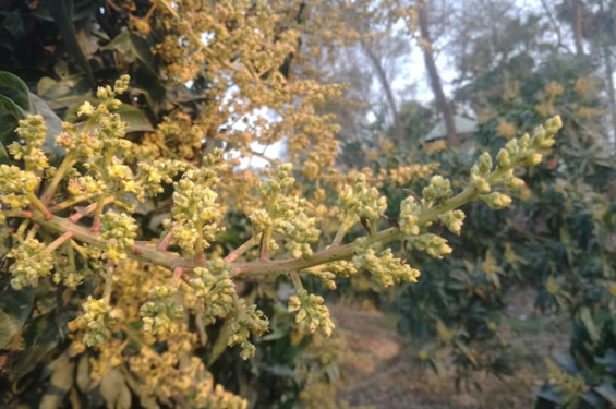 নওগাঁয় আম চাষের বাম্পার ফলনের আশা