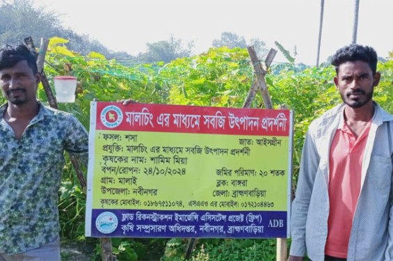 নবীনগরে মালচিং পদ্ধতিতে শসা চাষে দুই যুবকের সাফল্য