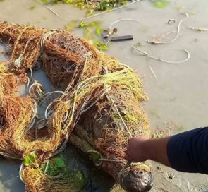 কুষ্টিয়ায় নদীতে জেলের জালে কুমির উদ্ধার