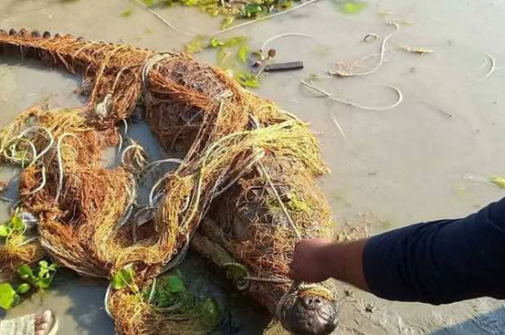 কুষ্টিয়ায় নদীতে জেলের জালে কুমির উদ্ধার