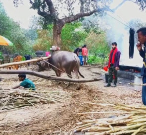 ব্রাহ্মণবাড়িয়ায় সনাতন পদ্ধতিতে আখ মাড়াই