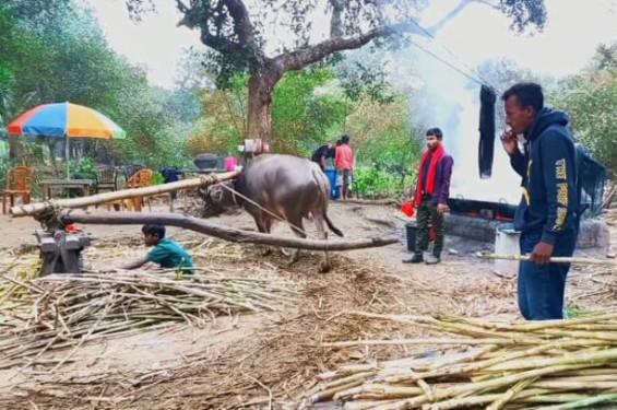 ব্রাহ্মণবাড়িয়ায় সনাতন পদ্ধতিতে আখ মাড়াই