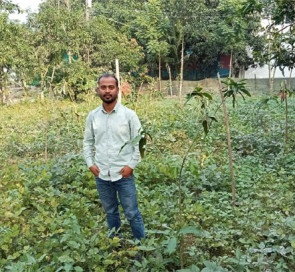 নবীনগরে আম বাগানগুলোতে সাথী ফসল হিসেবে মাসকলাইয়ের চাষ