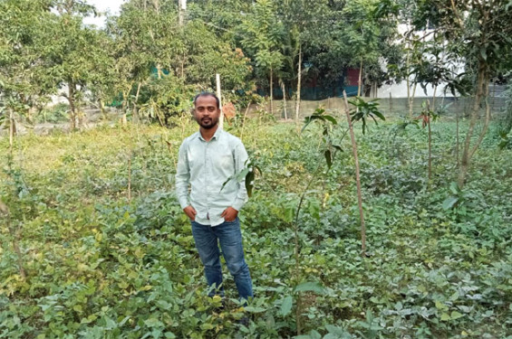 নবীনগরে আম বাগানগুলোতে সাথী ফসল হিসেবে মাসকলাইয়ের চাষ