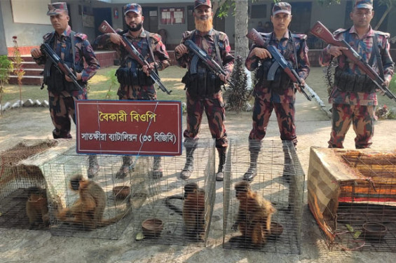 সাতক্ষীরায় বিজিবি'র অভিযানে প্রায় ১১ লাখ টাকার ভারতীয় পণ্য জব্দ