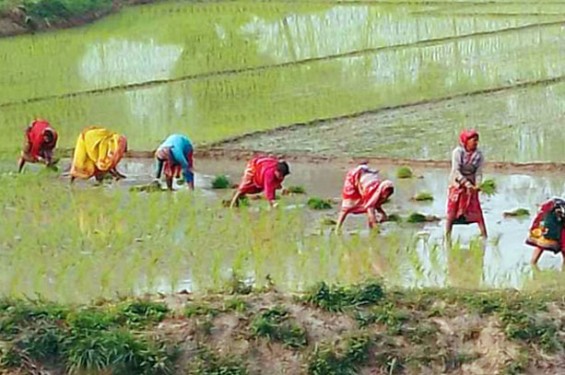 বোরো ধানের খরচ নিয়ে দুশ্চিন্তায় জলঢাকার কৃষকেরা