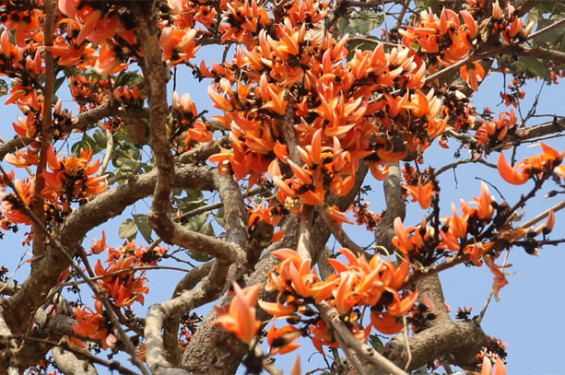 পলাশ-শিমুলে সেজেছে ঋতুরাজ বসন্ত