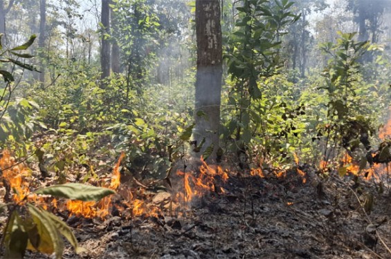 আগুনে পুড়ছে গারো পাহাড়: জীববৈচিত্র্য হুমকিতে