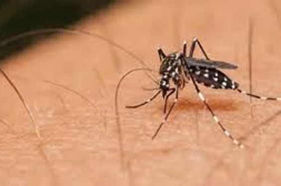 সন্ধ্যা হলেই মশার উপদ্রপে অতিষ্ঠ জলঢাকাবাসী, নেই কার্যকরী ব্যবস্থা